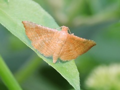 Addaea trimeronalis