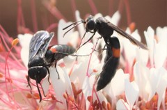 Stizoides renicinctus