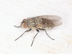 Pollenia angustigena