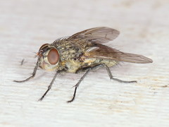 Pollenia angustigena