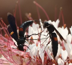 Stizoides renicinctus