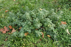 Artemisia vulgaris