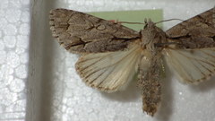 Acronicta psi