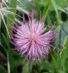 Cirsium vulgare