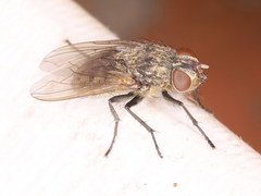 Pollenia angustigena