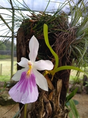 Miltonia spectabilis