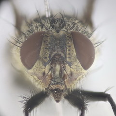 Pollenia angustigena