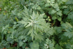 Artemisia vulgaris