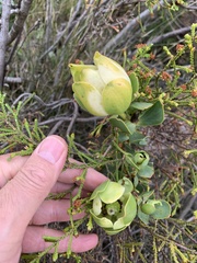 Leucadendron discolor