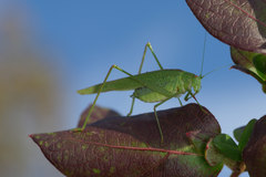 Phaneroptera nana