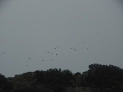 Pyrrhocorax pyrrhocorax