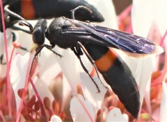 Stizoides renicinctus