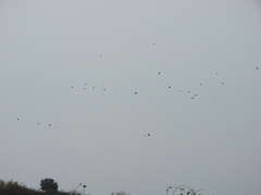 Pyrrhocorax pyrrhocorax