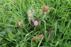 Cirsium vulgare