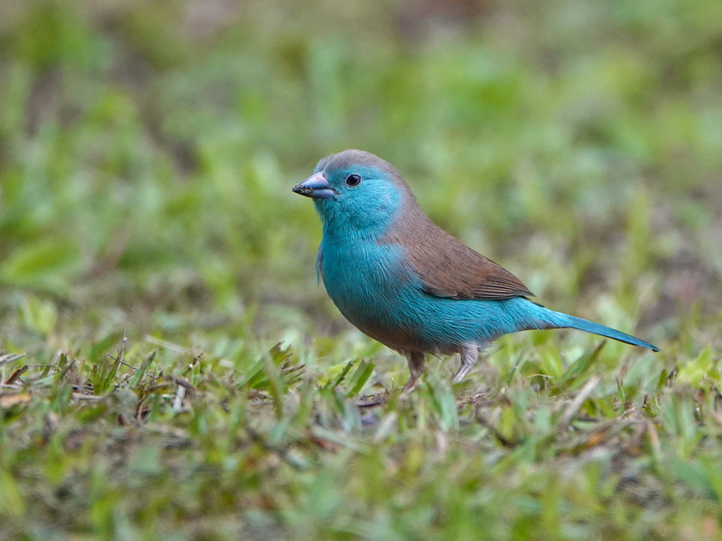Southern Cordonbleu (Uraeginthus angolensis) photo