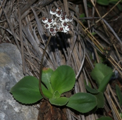 Primula palinuri