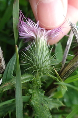 Cirsium vulgare