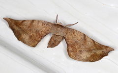 Parepisparis excusata