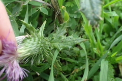 Cirsium vulgare