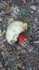 Rubroboletus