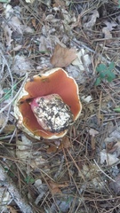 Rubroboletus
