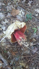 Rubroboletus