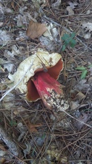 Rubroboletus