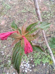 Weigela florida