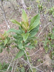 Weigela florida