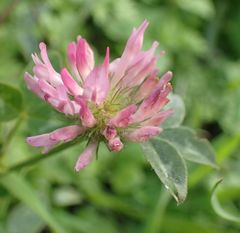 Trifolium pratense