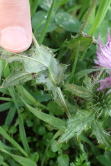 Cirsium vulgare