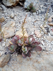 Adromischus sphenophyllus
