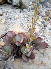 Adromischus sphenophyllus