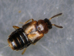 Gyrophaena latissima