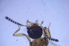 Gyrophaena latissima