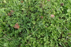 Trifolium pratense