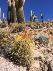 Trichocereus atacamensis