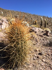 Trichocereus atacamensis