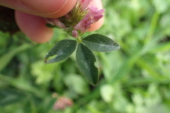 Trifolium pratense