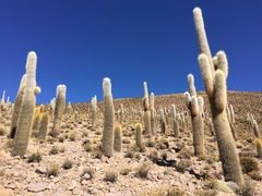 Trichocereus atacamensis