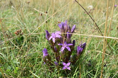 Gentianella anisodonta