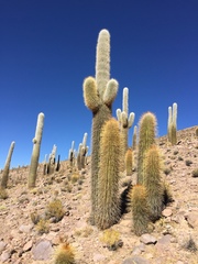 Trichocereus atacamensis