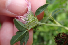Trifolium pratense