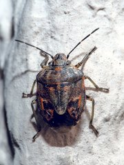 Holcogaster fibulata
