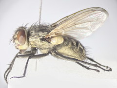 Pollenia angustigena