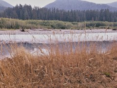 Calamagrostis stricta