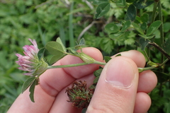 Trifolium pratense