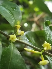 Alyxia stellata