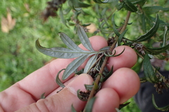 Artemisia vulgaris