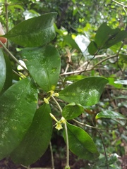 Alyxia stellata